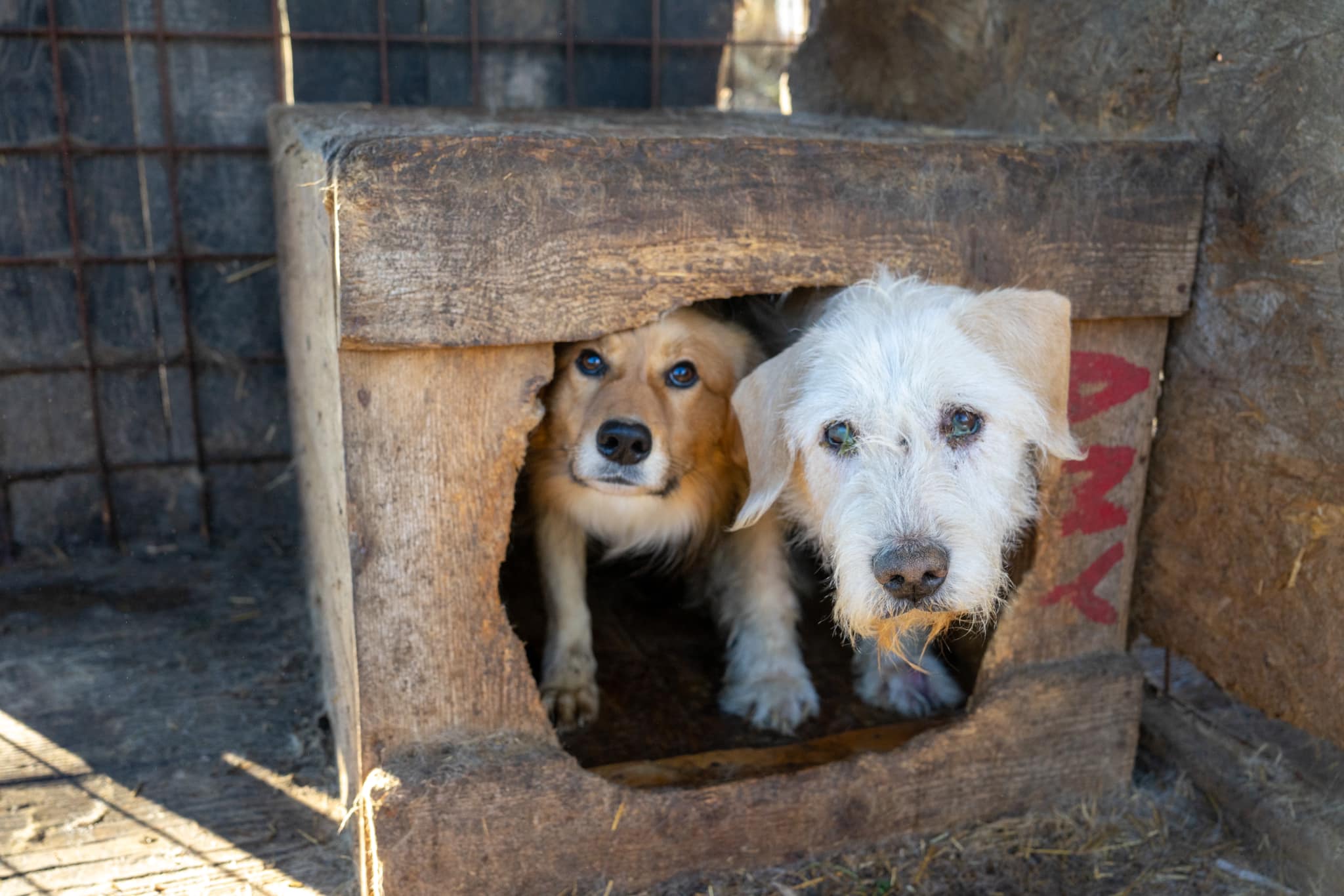 Sâmbătă are loc o nouă Zi a porţilor deschise la Adăpostul de câini de la Câmpul Frumos