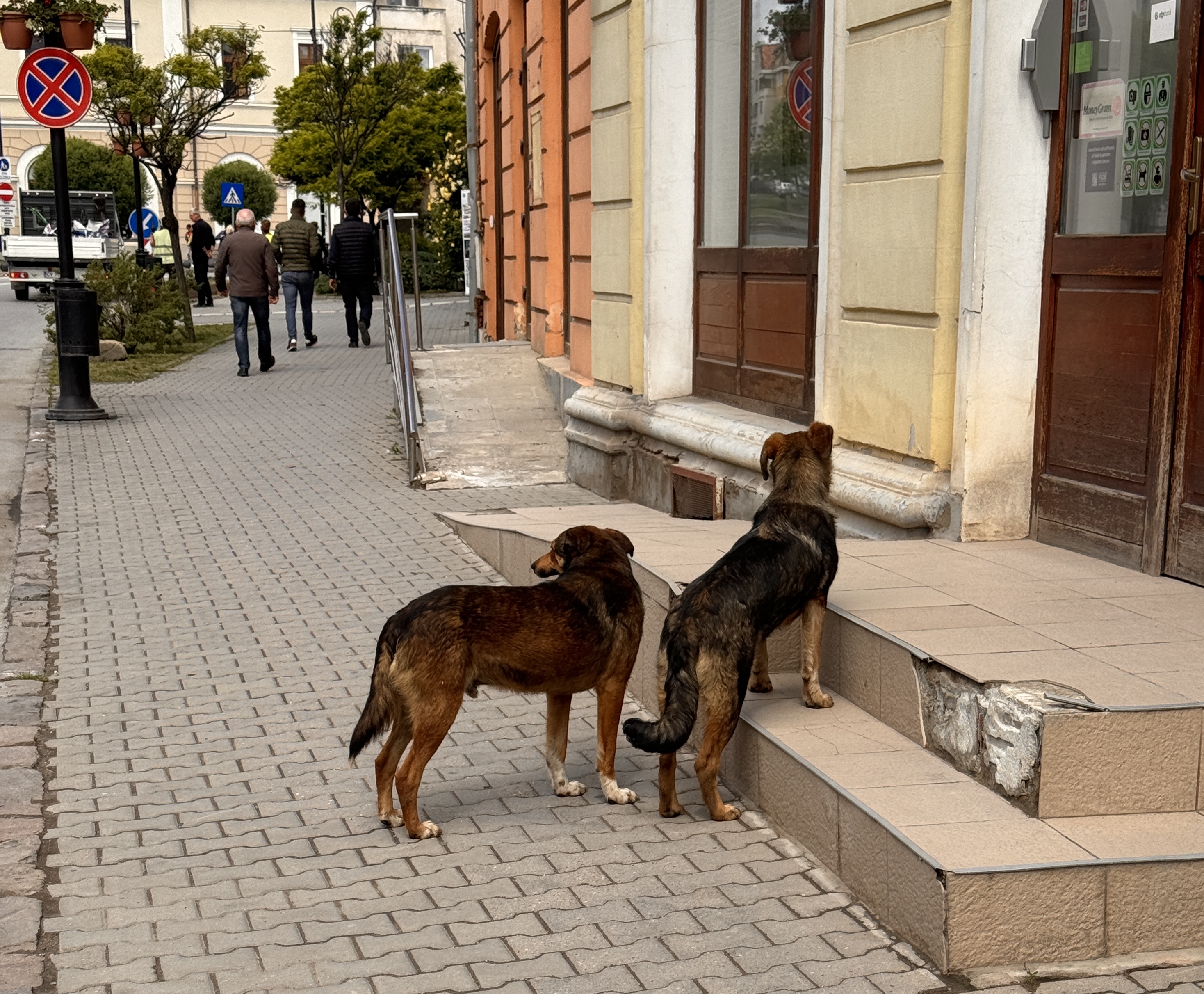 Acţiune de prindere a câinilor vagabonzi din Sfântu Gheorghe