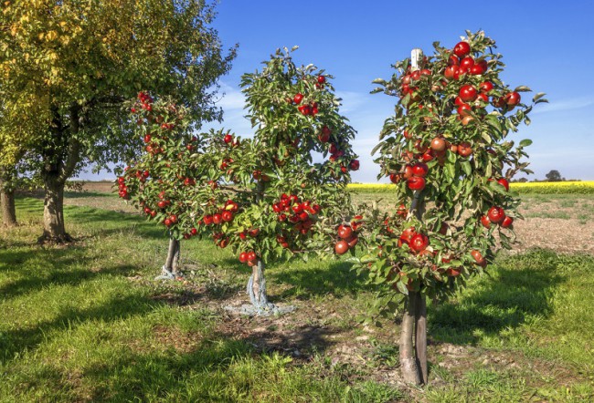 Din 14 aprilie, locuitorii din Chilieni şi Coşeni pot prelua puieţii de pomi fructiferi solicitaţi