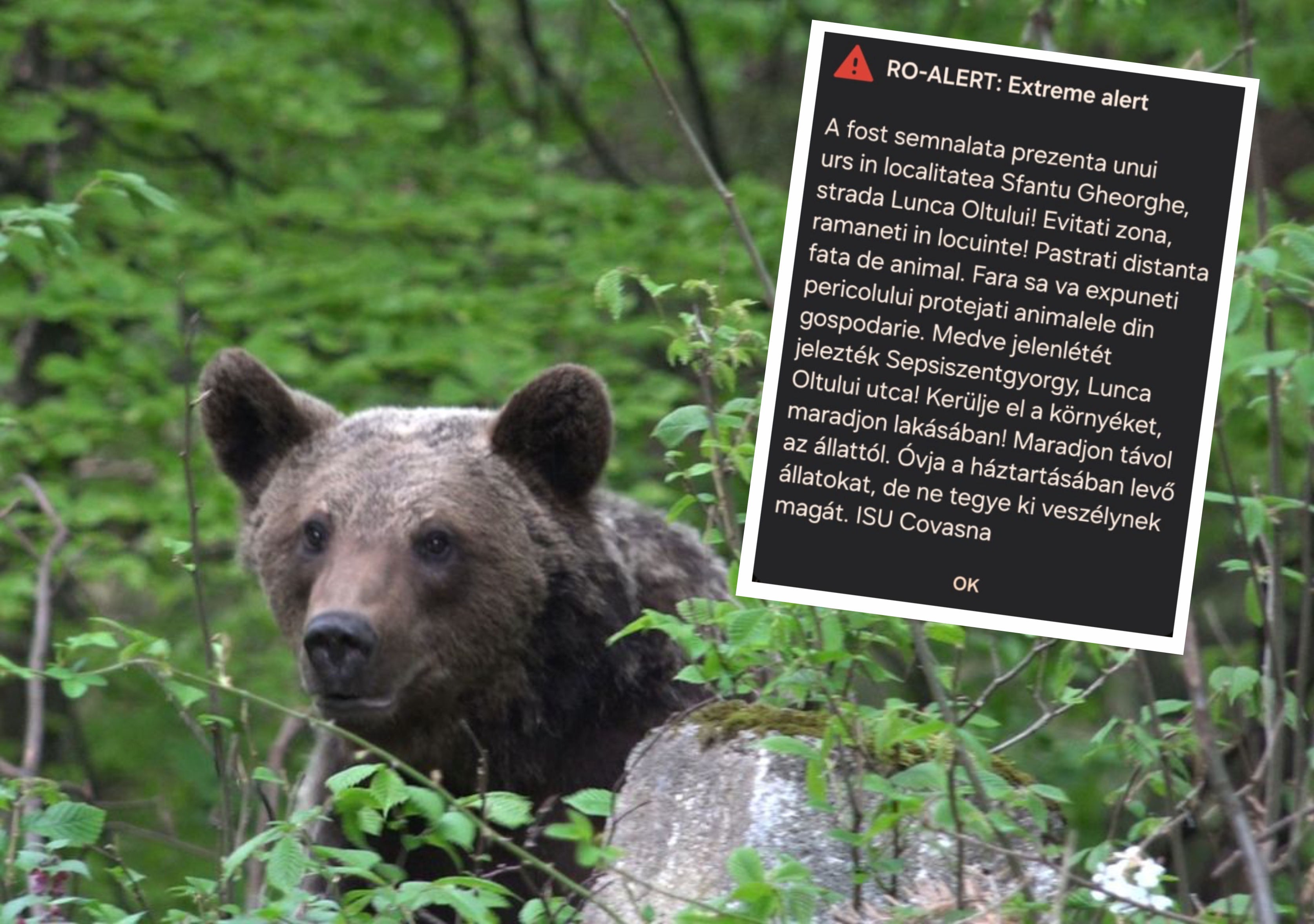 Măsuri active pentru gestionarea prezenței urșilor în zonele locuite din Sfântu Gheorghe Măsuri active pentru gestionarea prezenței urșilor în zonele locuite din Sfântu Gheorghe